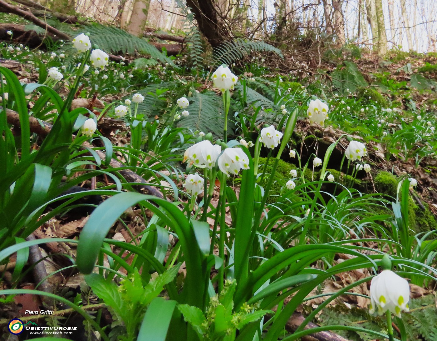 04 Leucojum vernum - Campanelle in fiore.JPG